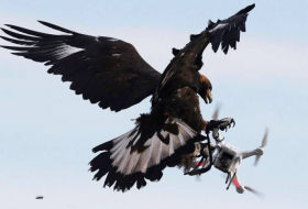 Британская ПВО позаимствует тактику у птиц для борьбы с дронами (ВИДЕО)