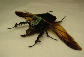 10 примеров использования насекомых на войне - ЭТО ИНТЕРЕСНО