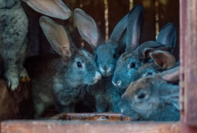 В Северной Корее армию обязали разводить кроликов для пропитания