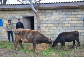 В Лянкяране созданы фермерские хозяйства для семей шехидов и участников войны - ФОТО