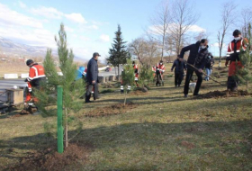 В рамках акции «Справедливость Ходжалы!» в Исмаиллы прошла акция по посадке деревьев - ФОТО