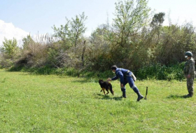 Минобороны Турции подарило МЧС Азербайджана собак-миноискателей – ВИДЕО/ФОТО
