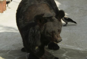 Медведь проник на военную авиабазу на севере Японии