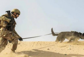 Пентагон опроверг информацию о брошенных в Кабуле служебных собаках