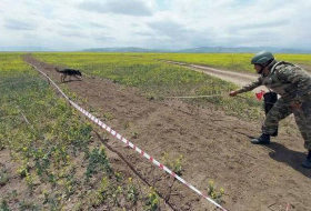 Еще 171 мина и 340 боеприпасов обнаружены на освобожденных территориях Азербайджана