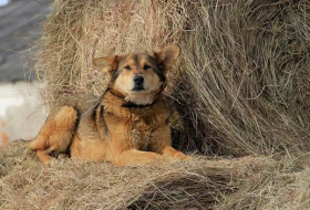 Армения в ОДКБ - изгой и собака на сене